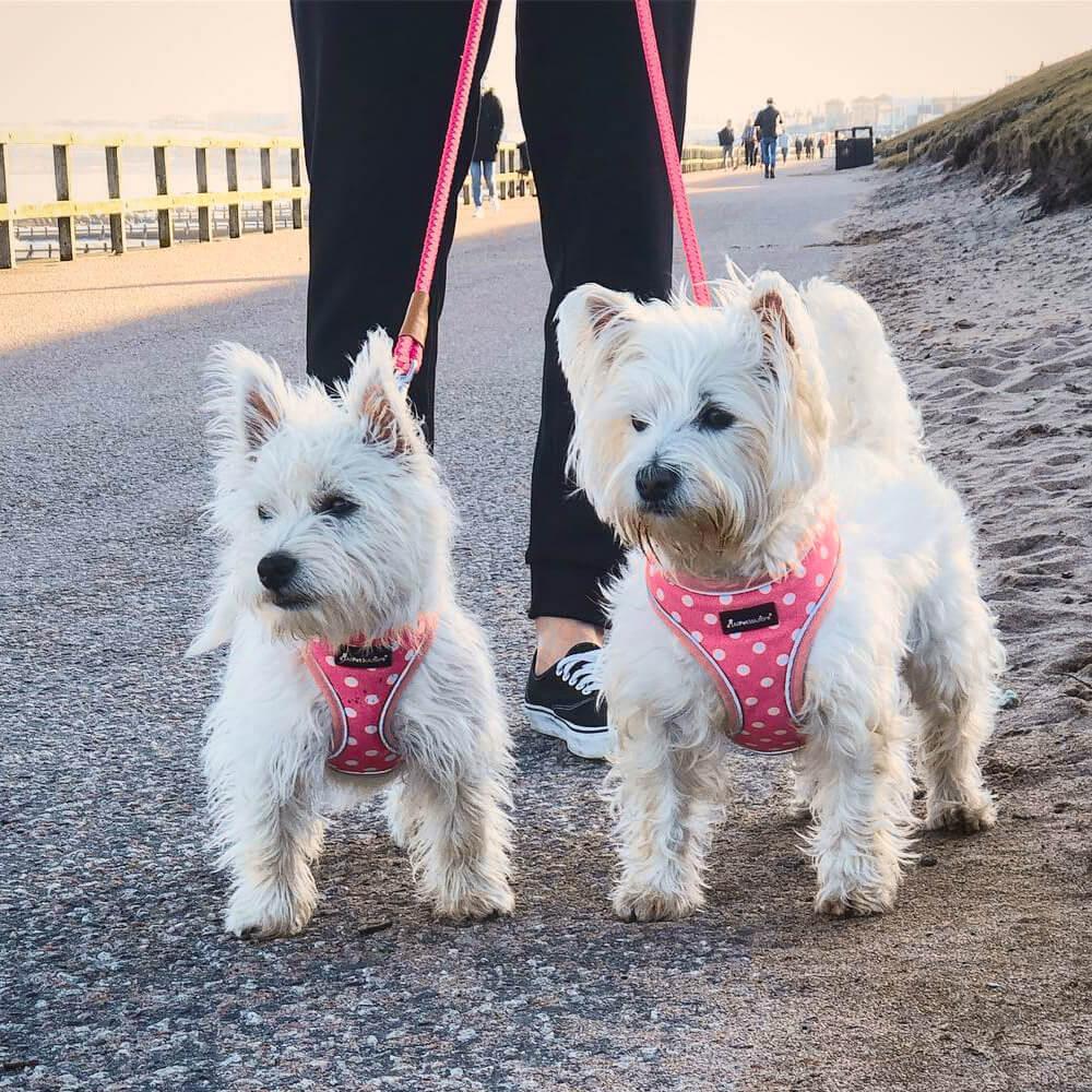 Dog Reflective Harness - Pink Polka Dot S/M/L - All Pet Solutions