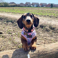 AllPetSolutions doughnut print dog harness size chart from small to large
