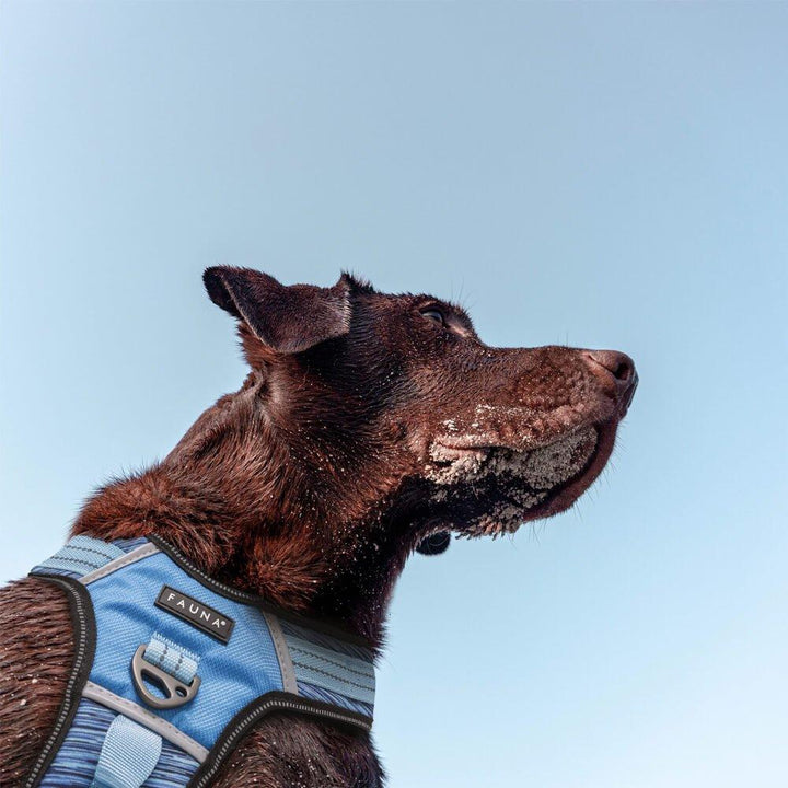 Fauna® Comfort Luxury Blue Dog Harness - S/M/L - All Pet Solutions