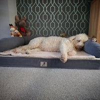 AllPetSolutions Grayson luxury memory foam dog bed, large 80 x 55cm