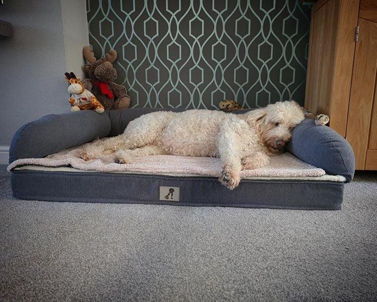 Grayson Luxury Memory Foam Dog Bed L 80x55cm - All Pet Solutions