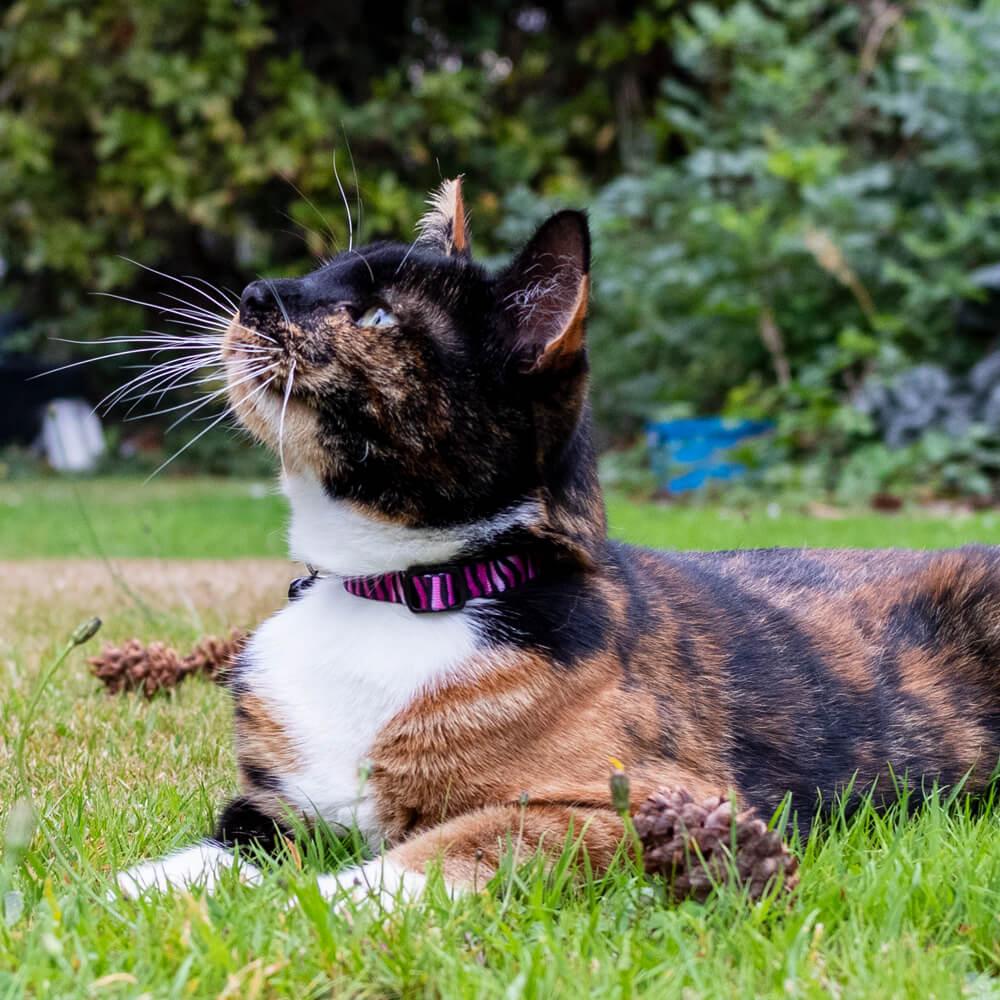 Pink Zebra Print Safety Release Buckle Cat Collar - All Pet Solutions