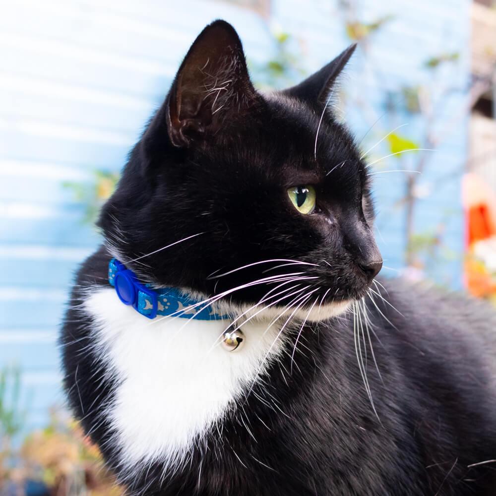 Reflective Cat Collar with Blue Fish Print & Safety Release Buckle - All Pet Solutions