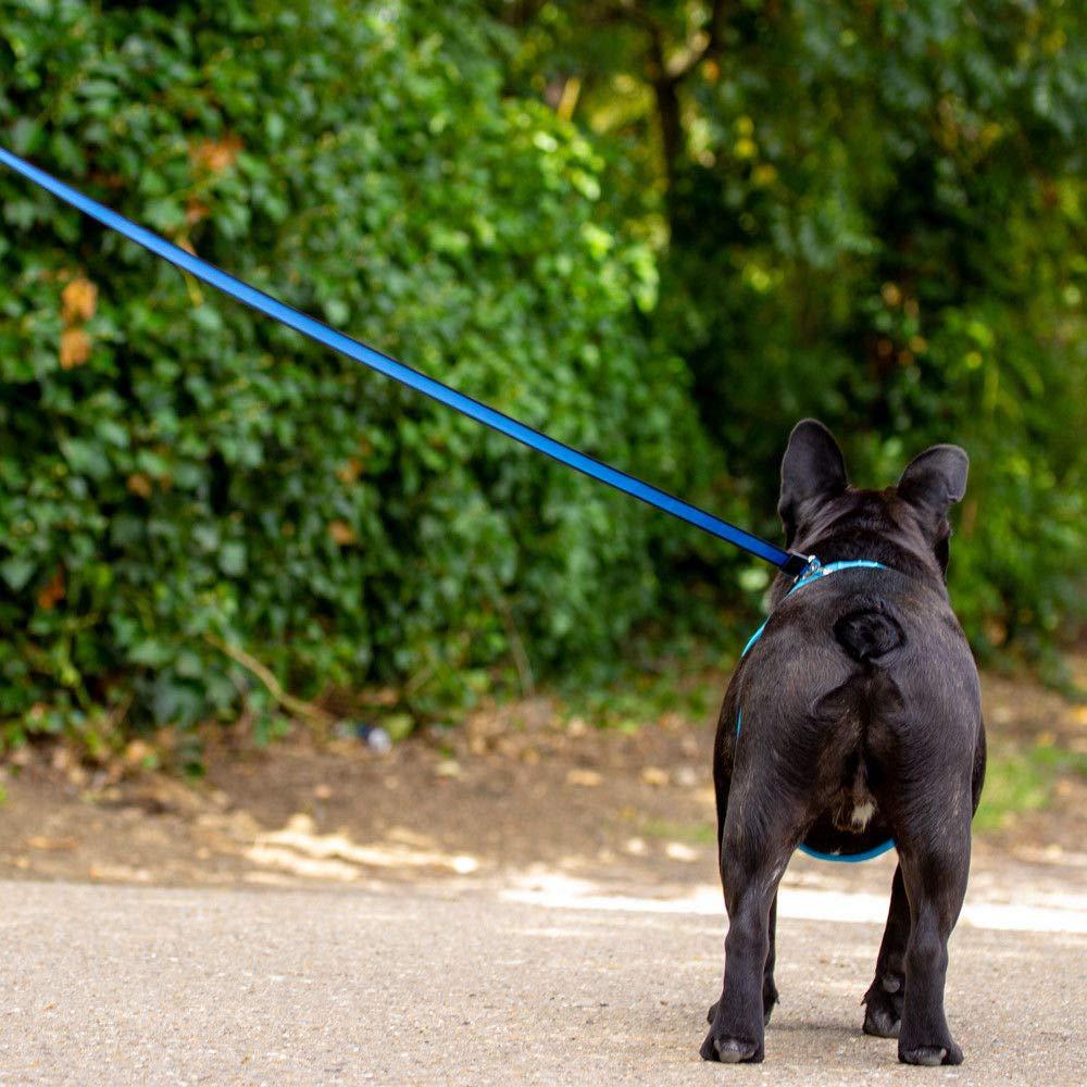 Retractable Dog Lead - Black 8M - 50KG - All Pet Solutions