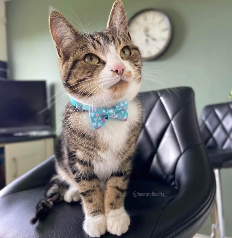 Turquoise Geometric Bow Tie Cat Collar with Safety Release Buckle - All Pet Solutions