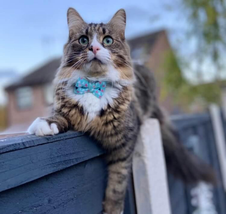 Turquoise Geometric Bow Tie Cat Collar with Safety Release Buckle - All Pet Solutions