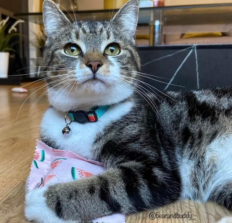 Watermelon Cat Collar with Safety Release Buckle AllPetSolutions